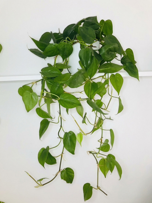 Cordatum Verde